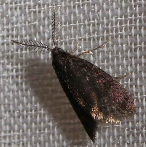 Psyche casta